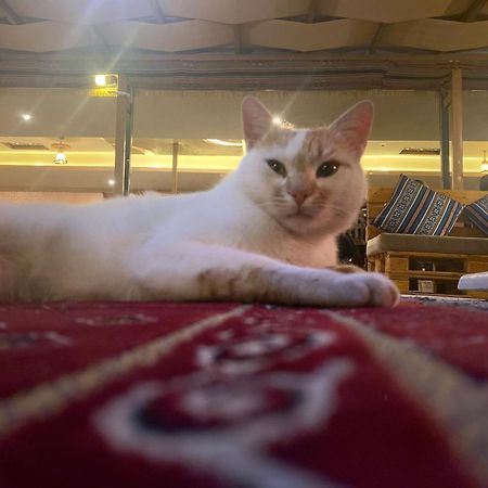 Petra Wassaif Camp Hotell Wadi Musa Eksteriør bilde