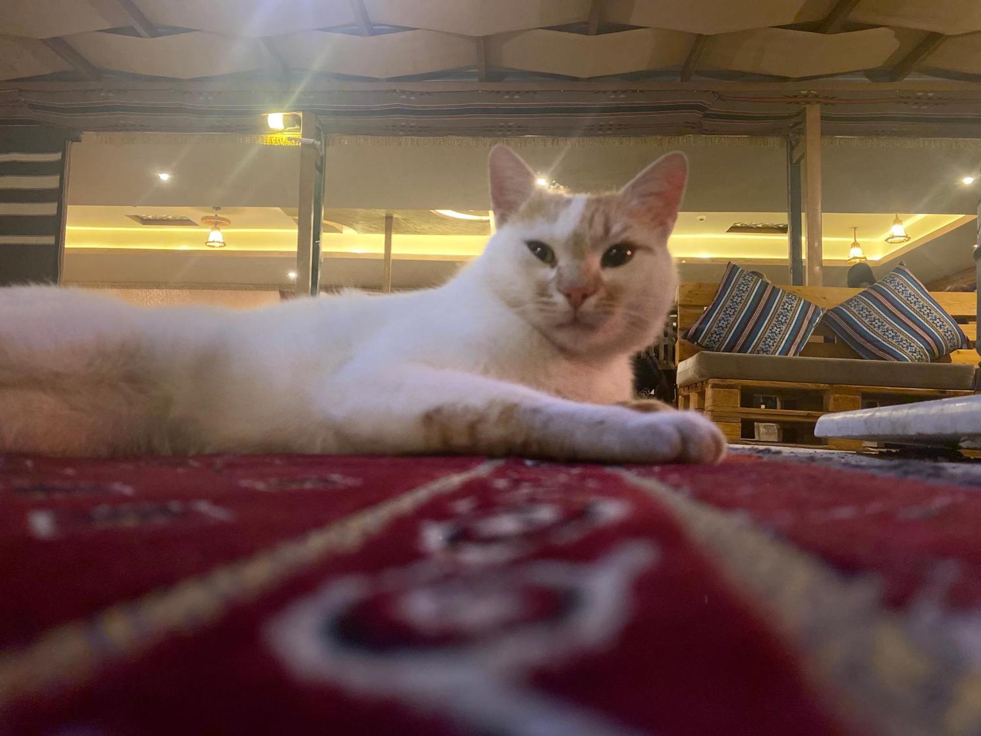 Petra Wassaif Camp Hotell Wadi Musa Eksteriør bilde